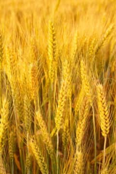 ਕਣਕ ਦੀ ਫਸਲ ਲਈ ਕਿਉਂ ਜ਼ਰੂਰੀ ਹੁੰਦੀ ਧੁੰਦ?