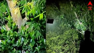 Leopard on Tree: কাঁঠাল গাছের মগডালে বসে চিতাবাঘ, আতঙ্কে ঘরবন্দি লোকজন, আলো নিয়ে অপেক্ষায় বন দফতর