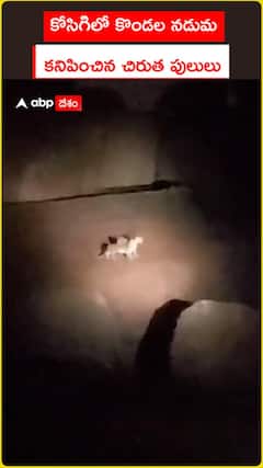 Leopards spotted amidst hills in Kosigi