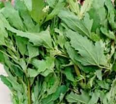 ਕਿਹੜੇ ਲੋਕਾਂ ਲਈ ਬਾਥੂ ਸਾਬਤ ਹੁੰਦਾ ਰਾਮਬਾਣ, ਖੂਨ ਦੀ ਕਮੀ ਦੂਰ ਕਰਨ ਸਣੇ ਮਿਲਦੇ ਆਹ ਫਾਇਦੇ