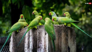 इंदौर का मामला थमा नहीं अब खरगोन से आई बुरी खबर, नर्मदा किनारे 200 तोतों की मौत