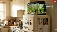 Vastu Tips: घर के फ्रिज पर रखी दवाई राहुल के लिए बनी बीमारी की वजह, आप न करें ये 5 गलतियां