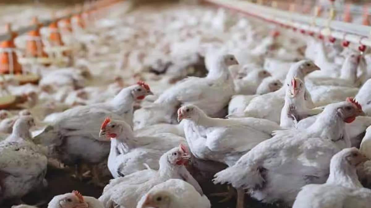 Kerala: केरल में एवियन इन्फ्लूएंजा की पुष्टि, चिकन-मांस और अंडों की बिक्री पर लगी रोक, होगी सख्त निगरानी