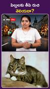 Cat Taste Buds
