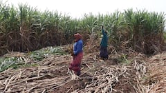 வெட்டுக்கூலியை அரசே ஏற்குமா? எதிர்பார்ப்பில் காத்திருக்கும் ஆலைக்கரும்பு விவசாயிகள்