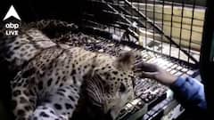 কাঁঠাল গাছে আশ্রয় নেওয়া চিতাবাঘ কাবু ঘুমপাড়ানি গুলিতে, আতঙ্ক কাটল আলিপুরদুয়ারে