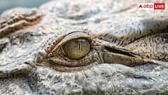 Prehistoric Animals: ડાયનાસૉરની સાથે ધરતી પર આવ્યા હતા આ જાનવર, હજુ સુધી છે જીવિત