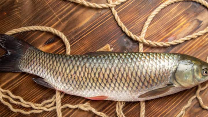 ওই মাছ মিষ্টি জলের মাছ। Goldfish ও Minnows-এর সঙ্গে মিল রয়েছে Gibel Carp-এর। আর ওই মাছ থেকেই নতুন একটি প্রজাতির মাছ তৈরি করে ফেলেছেন বিজ্ঞানীরা।