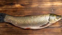 Science News: একটিও কাঁটা নেই শরীরে, খেতেও সুস্বাদু, গবেষণাগারে বসে নতুন প্রজাতির মাছ সৃষ্টি করলেন বিজ্ঞানীরা