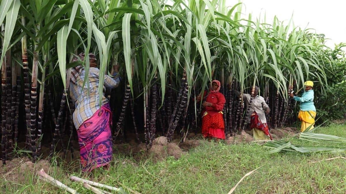 பொங்கல் வரும் பின்னே... கரும்பு வந்தது முன்னே: தஞ்சையில் விற்பனை ஆரம்பம்