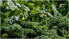 Best Foods to Eat Raw : ఈ 9 ఆహారాలు పచ్చిగానే తినాలి.. పొరపాటున వండితే పోషకాలు తగ్గిపోతాయట