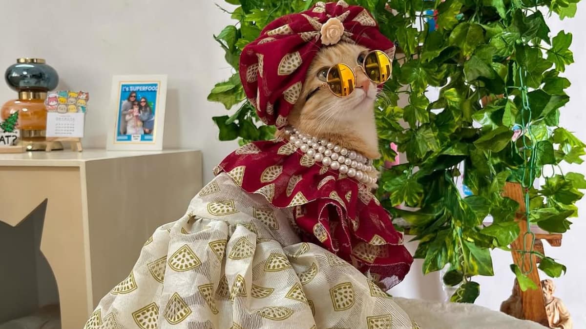 ABP Live Pet First: Meet Gurgaon's Cat ‘Petfluencer’ Who Turned Pure Cuteness Into A ₹4.5 Lakh Empire