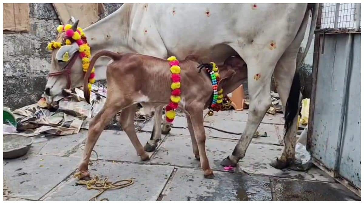 Warangal Viral News: లేగ దూడకు నామకరణ మహోత్సవం! అయ్యప్ప మాలధరణ స్వాముల సమక్షంలో పేరు పెట్టిన వరంగల్ జిల్లా రైతు 