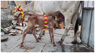 Warangal Viral News: లేగ దూడకు నామకరణ మహోత్సవం! అయ్యప్ప మాలధరణ స్వాముల సమక్షంలో పేరు పెట్టిన వరంగల్ జిల్లా రైతు 