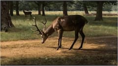 గచ్చిబౌలిలో ప్రమాదం.. కారు ఢీకొని జింకకు గాయాలు, రంగంలోకి యానిమల్ ప్రొటెక్షన్ టీమ్