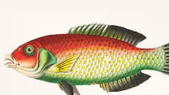 Science News: একটিও কাঁটা নেই শরীরে, খেতেও সুস্বাদু, গবেষণাগারে বসে নতুন প্রজাতির মাছ সৃষ্টি করলেন বিজ্ঞানীরা