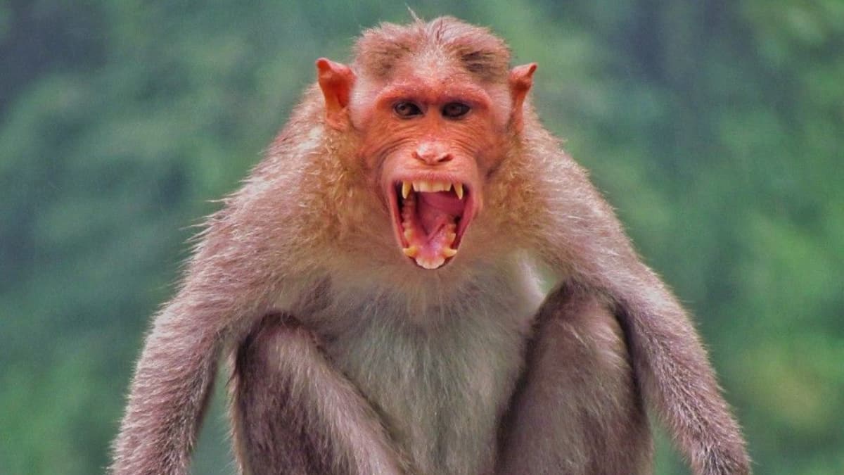 (Image Source: Pinterest/nadeemabdu)