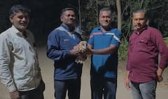 Buldhana News : बुलढाण्यात वन्यजीव सोयरे परिवाराने दुर्मिळ गव्हाणी घुबडाला दिले जीवदान