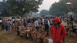 सोनभद्र: ग्रामीण भारत की ताकत बना महुअरिया-चपकी पशु बाजार, 90 हजार तक पहुंची बकरों की कीमत