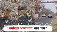 ज्ञानगंगा अभयारण्यात 4 वर्षानंतर आला वाघ, सर्वत्र आनंदी आनंद; नव्या 'टायगर'चे नाव काय?