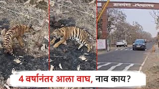 ज्ञानगंगा अभयारण्यात 4 वर्षानंतर आला वाघ, सर्वत्र आनंदी आनंद; नव्या 'टायगर'चे नाव काय?
