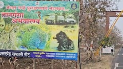 ज्ञानगंगा अभयारण्यात 4 वर्षानंतर आला वाघ, सर्वत्र आनंदी आनंद; नव्या 'टायगर'चे नाव काय?