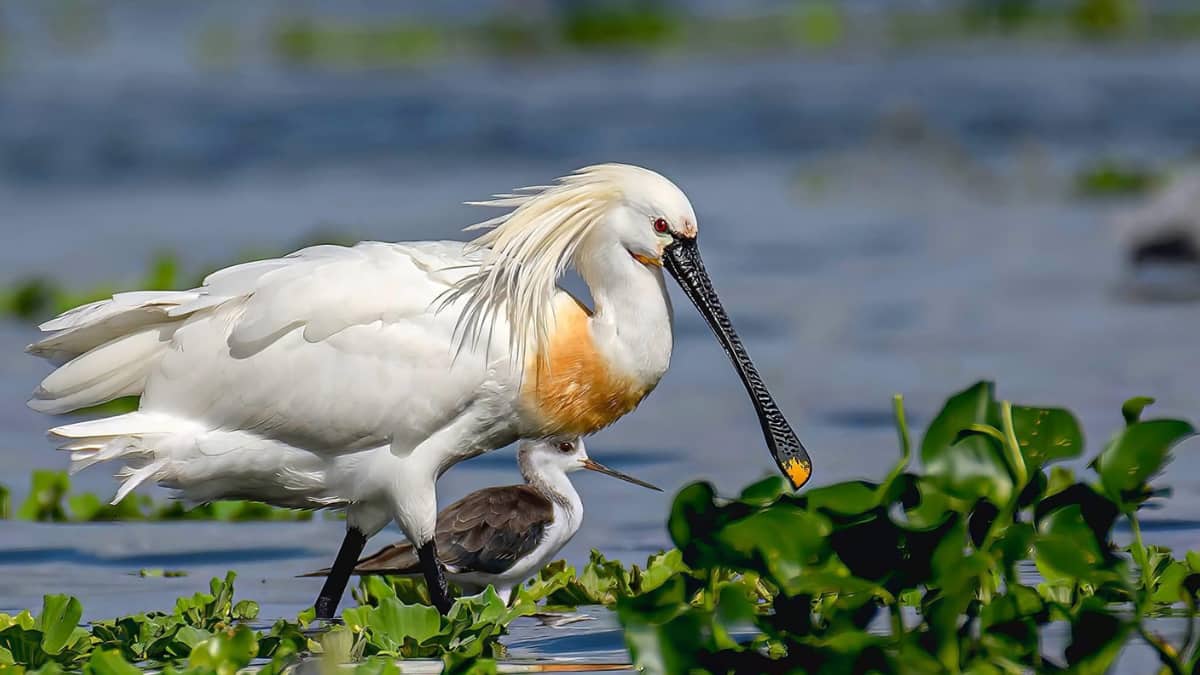 (Image Source: Twitter/@Gyan84s)