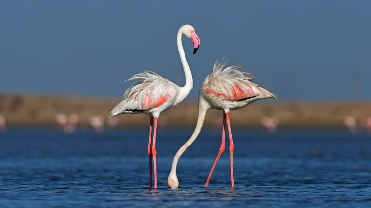 (Image Source: Twitter/@NatureIn_Focus)