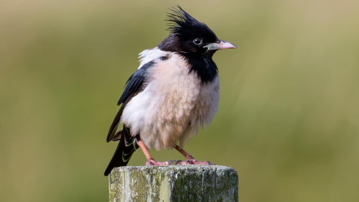 (Image Source: Twitter/@tomhines1)