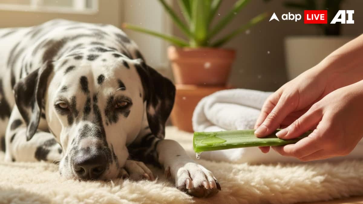 (Image Source: ABPLIVE AI)