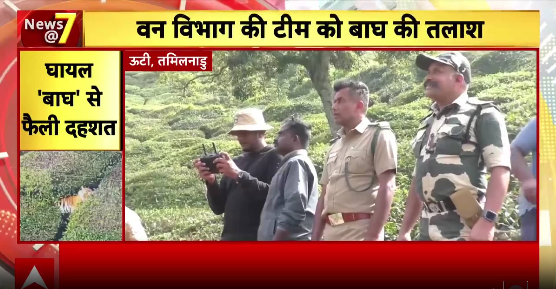 Tamil Nadu News: Injured Leopard Spotted in Nilgiris Tea Gardens, Forest Team Scrambles for Rescue