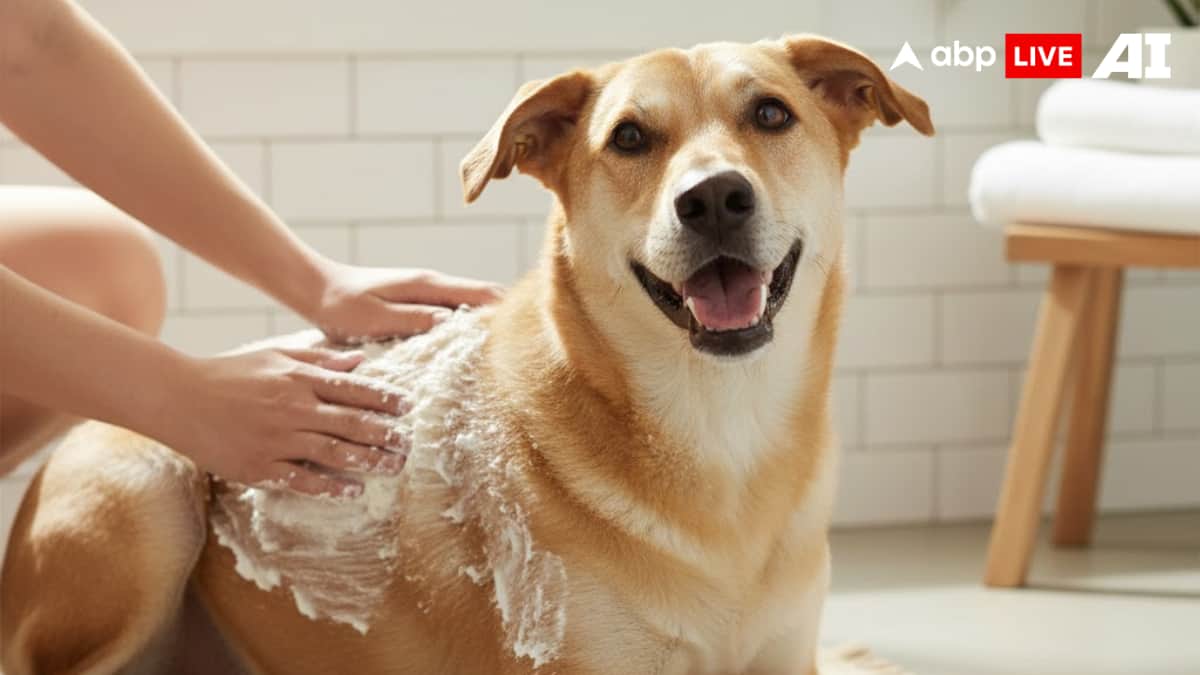 (Image Source: ABPLIVE AI)