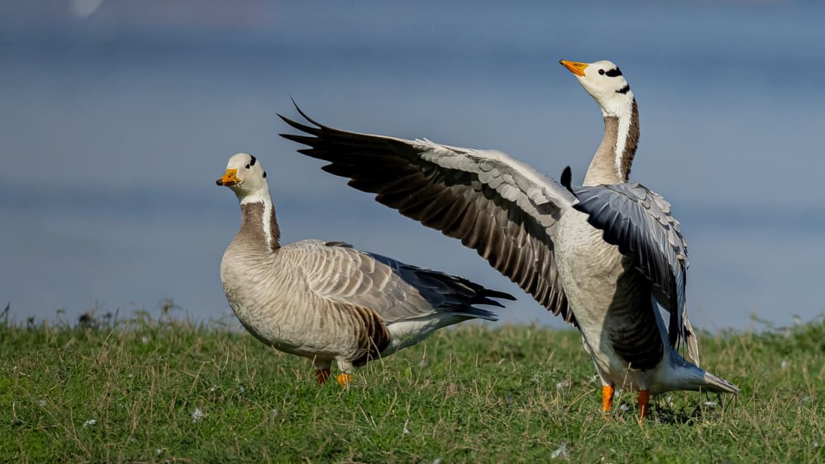 (Image Source: Twitter/@amit_valsangkar)