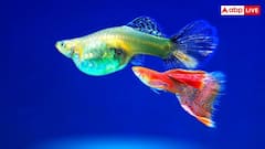 Fish Sleep: समुद्र में तैरते हुए कैसे सोती है मछली? जानें उनके सोने का अनोखा तरीका