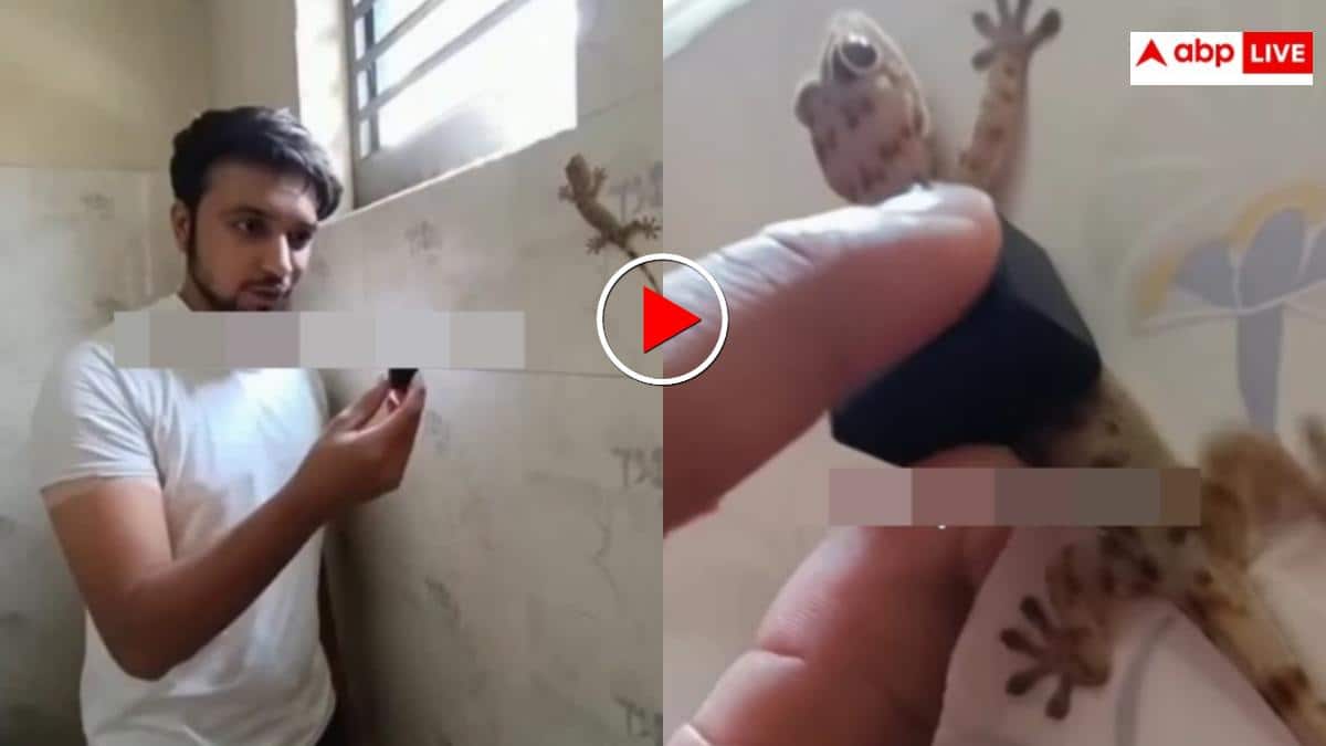 "बड़े खतरनाक लोग हैं" शख्स ने छिपकली की पीठ पर लगा दिया कैमरा, फिर खौफनाक सच्चाई आई सामने- वीडियो वायरल