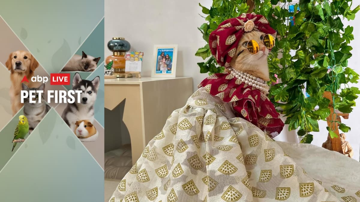 ABP Live Pet First | Meet Gurgaon's Cat ‘Petfluencer’ Who Turned Pure Cuteness Into A ₹4.5 Lakh Empire