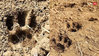 बस्तर के खंडियापाल में बाघ के पंजों के निशान से ग्रामीणों में दहशत, वन विभाग अलर्ट