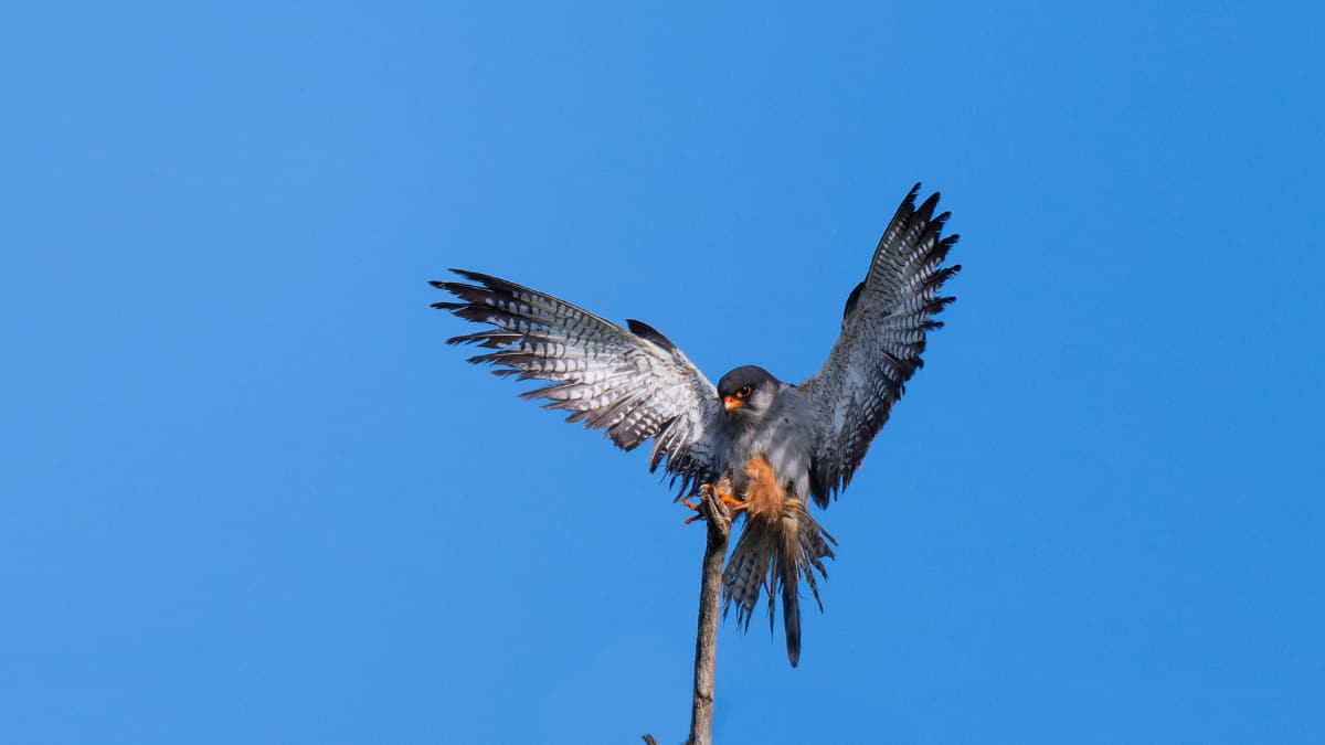 (Image Source: Twitter/@aves_bird)