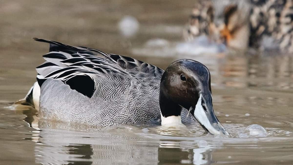 (Image Source: Twitter/@homerbirds)