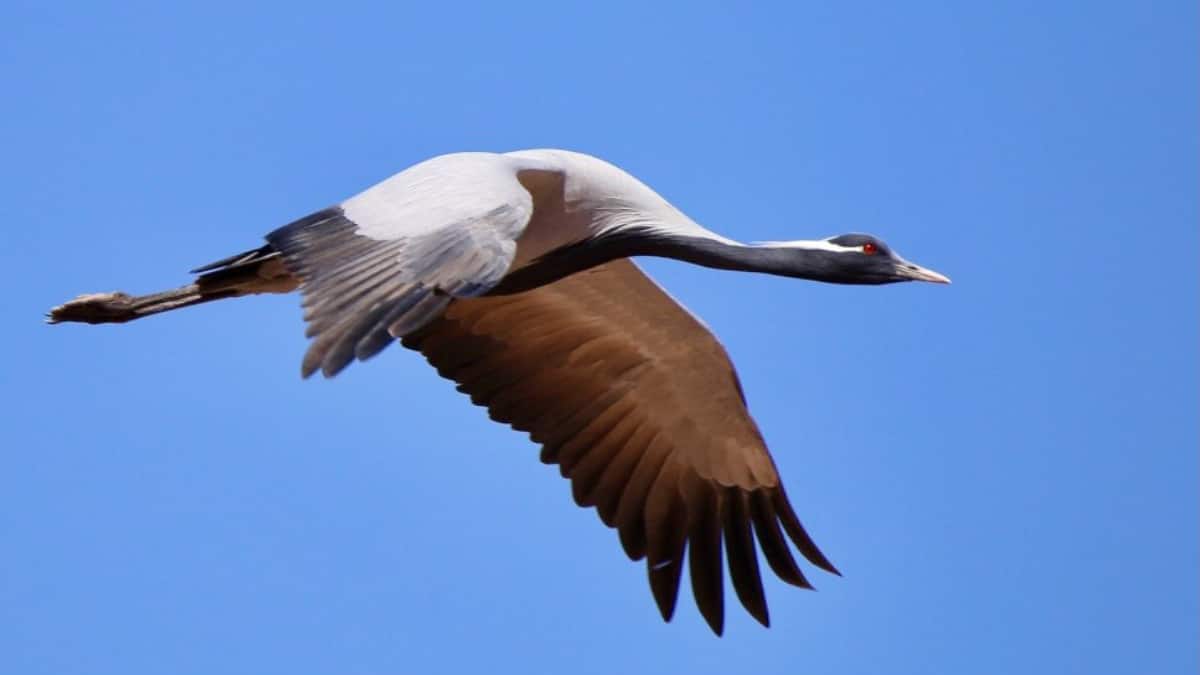 (Image Source: Twitter/@MaheshKerekatte)