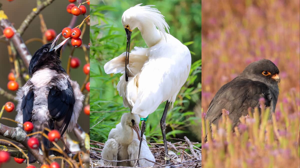 National Bird Day 2026: 8 Stunning Winter Migratory Birds To Spot In India