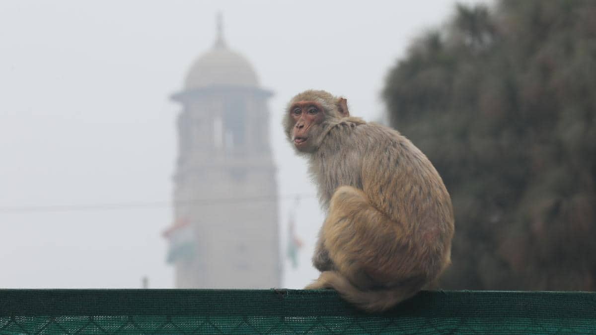 दिल्ली: सरकार ने शुरू की बंदरों को पकड़ने के लिए भर्ती प्रक्रिया, दी जाएगी खास ट्रेनिंग