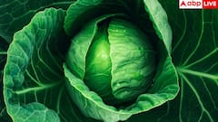 Cabbage Cleaning Tips: पत्ता गोभी काटते समय क्या सावधानी बरतें, जिससे गलती से भी न रहे कीड़ा? जानें आसान ट्रिक