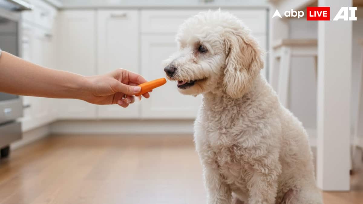 (Image Source: ABPLIVE AI)