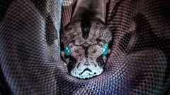 केंचुली से कैसे बाहर निकलता है सांप, साल में कितनी बार छोड़ता है पुरानी चमड़ी?