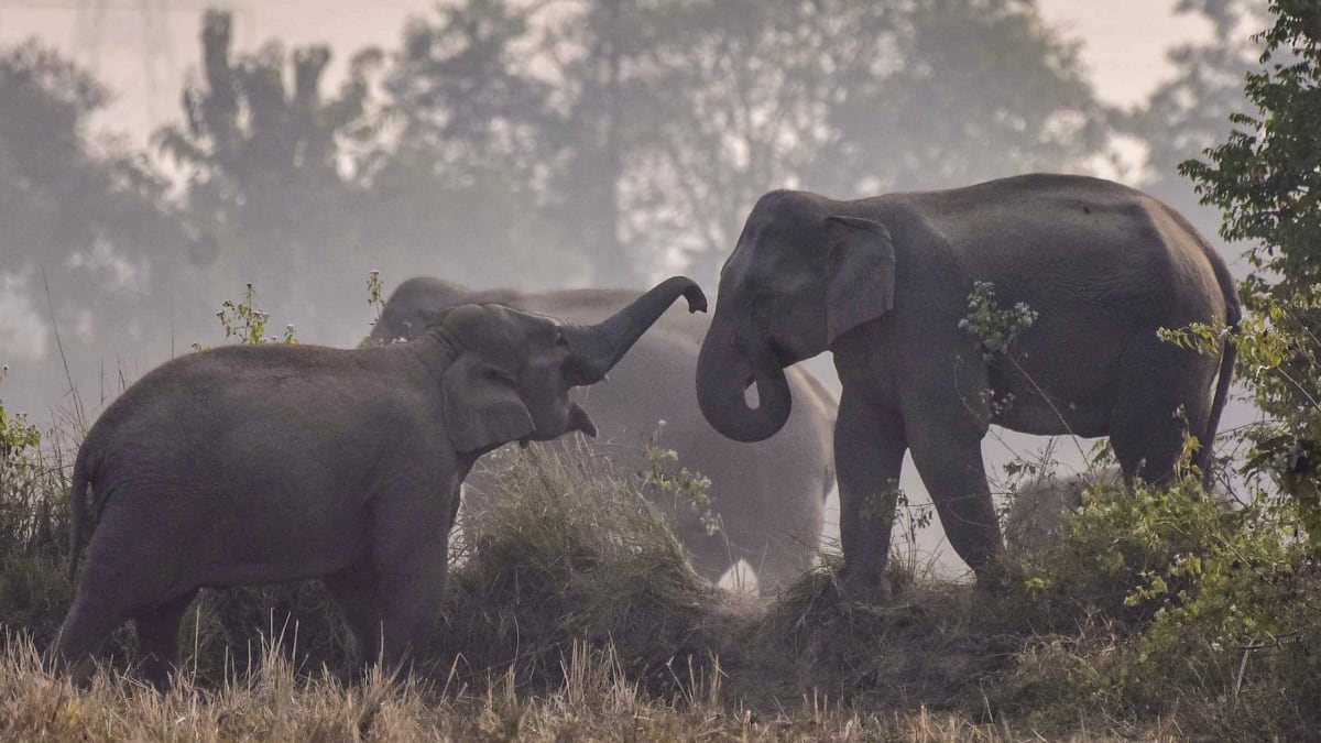 Deadly Elephant Attacks Continue In Jharkhand: Three Family Members Killed In West Singhbhum
