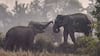 Deadly Elephant Attacks Continue In Jharkhand: Three Family Members Killed In West Singhbhum