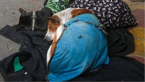 ‘You Can’t Read Dog’s Mind’: SC Flags Stray Dog Bite Risk, Says Prevention Better Than Cure