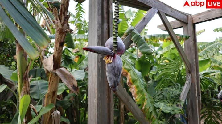 అరటి పువ్వు దక్షిణ, తూర్పు భారతదేశంలో సర్వసాధారణంగా తింటారు. దీనిని శుభ్రం చేసి కూర లేదా పప్పులో వండుతారు. ఇది కడుపు నింపేదిగా, పీచు పదార్థాలు అధికంగా కలిగి ఉంటుందని భావిస్తారు.