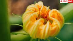 Edible Flowers: जमकर खाए जाते हैं ये 10 फूल, देश की लगभग हर किचन में होते हैं यूज